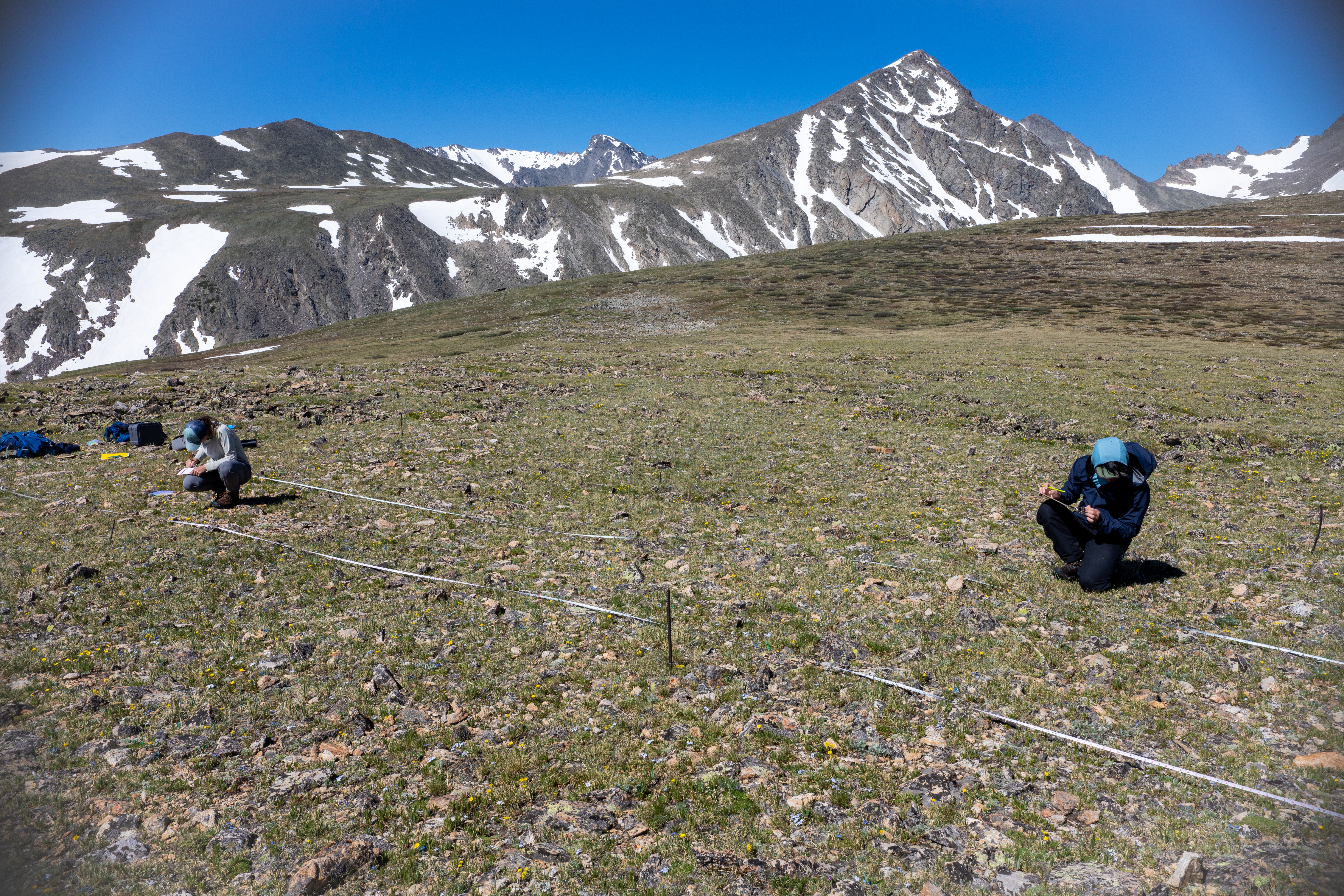 Alpine tundra