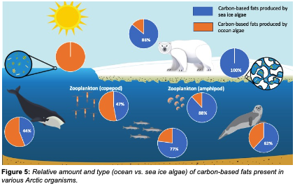 Carbon flow