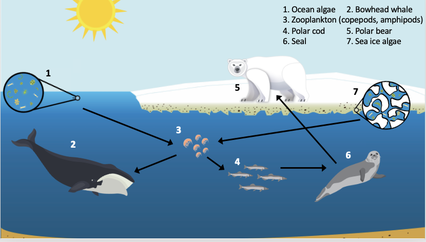 open ocean food web