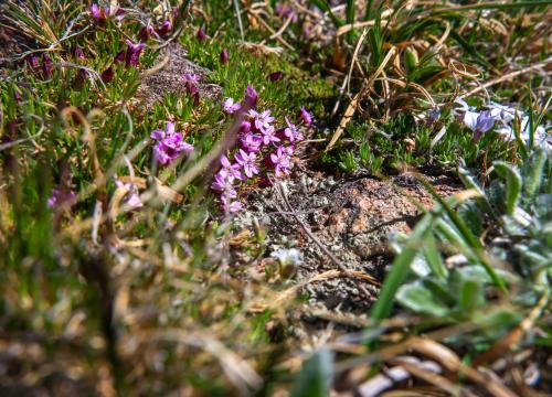 Moss campion