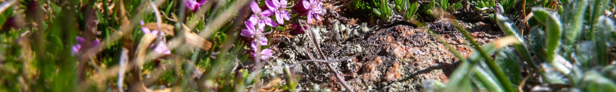 Moss campion