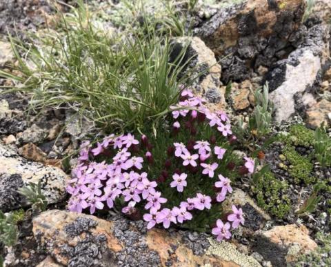 Moss campion