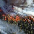Alder Fire in Yellowstone, cropped