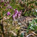 Moss campion